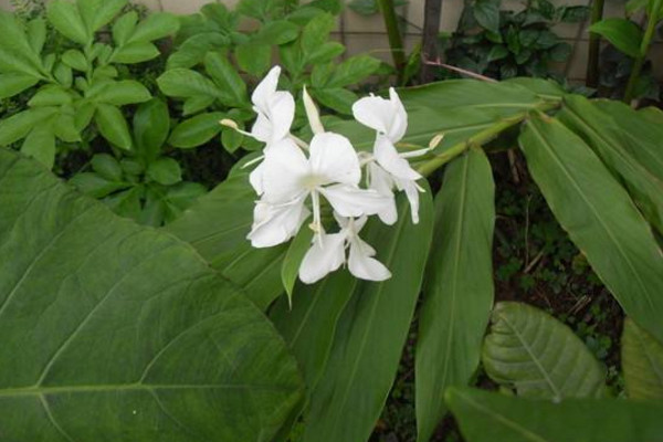 薑花的花語是什麼,將記憶永遠留在夏天