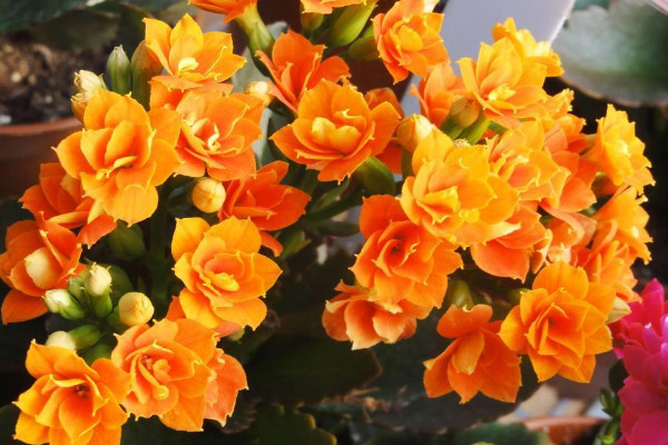 長壽花什麼季節開花，春季2~5月綻放