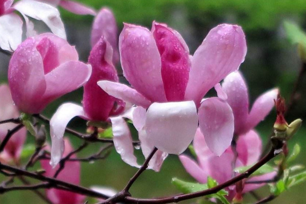 木蘭花花語是什麼,高尚的靈魂、崇高的敬意