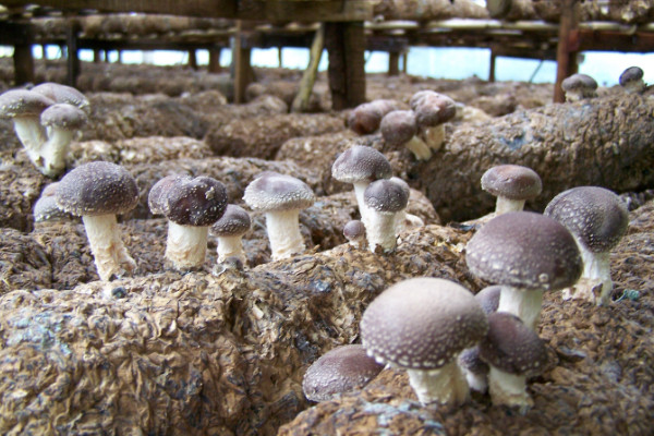平菇栽培技術,選擇保溫通風保濕透光的菇房栽培