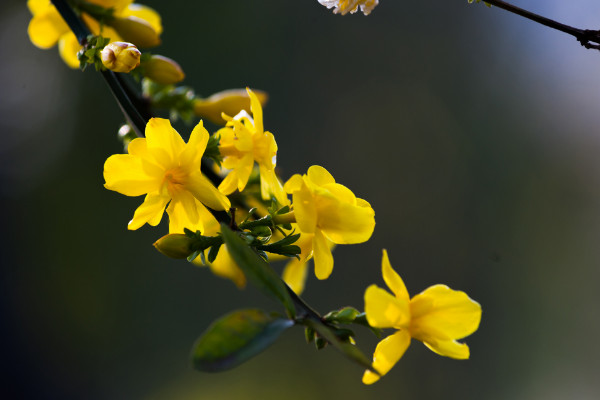 二月開什麼花,水仙花/迎春花/獨占春/仙人指等