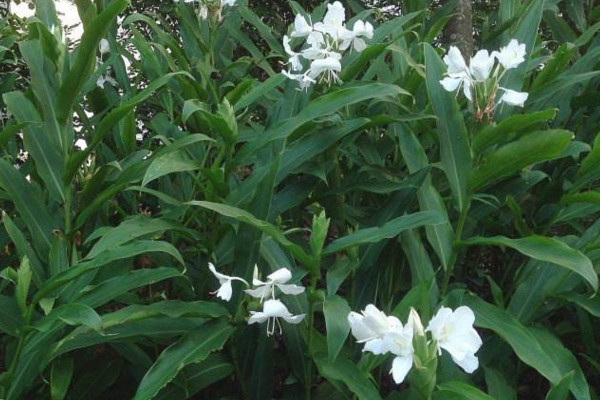 薑花怎麼養,5步教你養好薑花