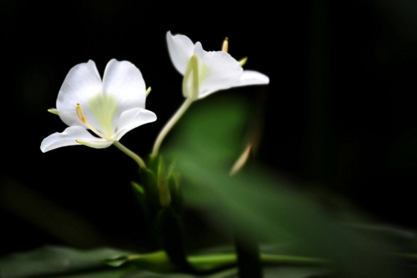 薑花怎麼養,5步教你養好薑花