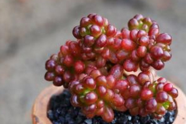 紅色漿果多肉怎麼養,充足的光照以及合理的肥水