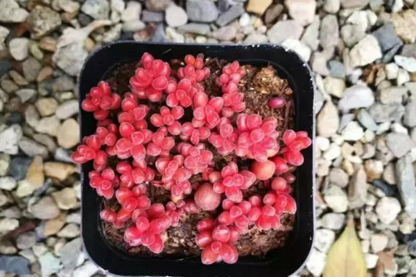 紅色漿果多肉怎麼養,充足的光照以及合理的肥水