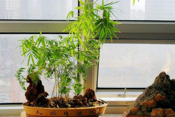 米竹的養殖方法和注意事項,做好以下4點是關鍵