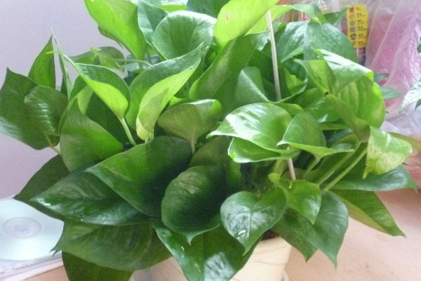 綠蘿施什麼肥，氮鉀肥/有機肥/腐熟肥等等