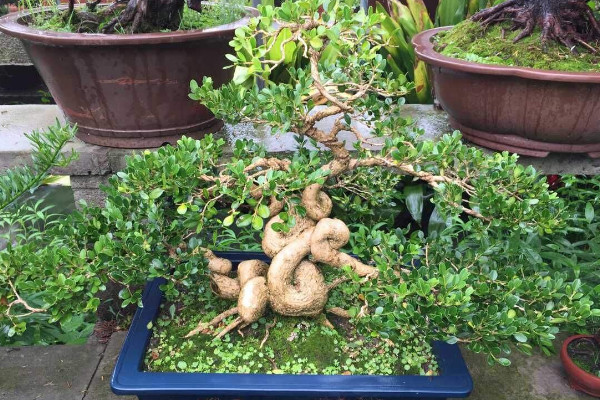 黃楊盆景的養護與管理,光照要充足給水要充沛