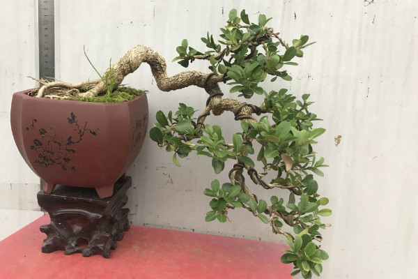 黃楊盆景的養護與管理,光照要充足給水要充沛