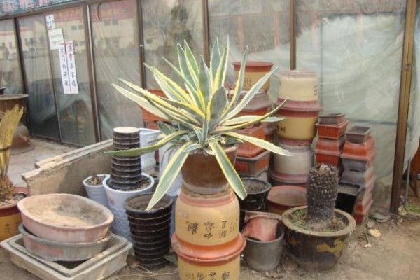 金邊龍舌蘭的養殖方法,做好以下5點是關鍵