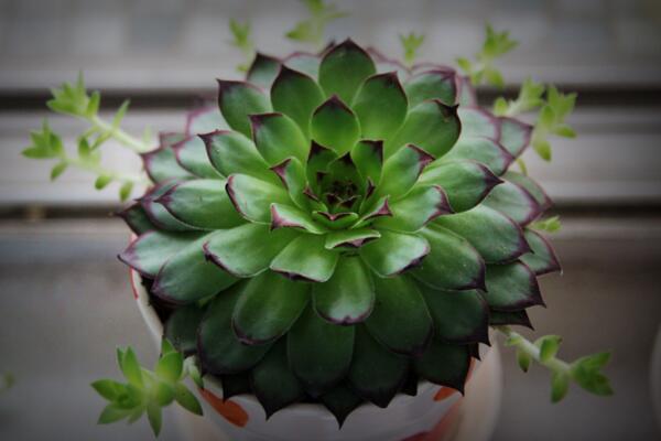 多肉植物怎麼養護,控製澆水並保證光照充足