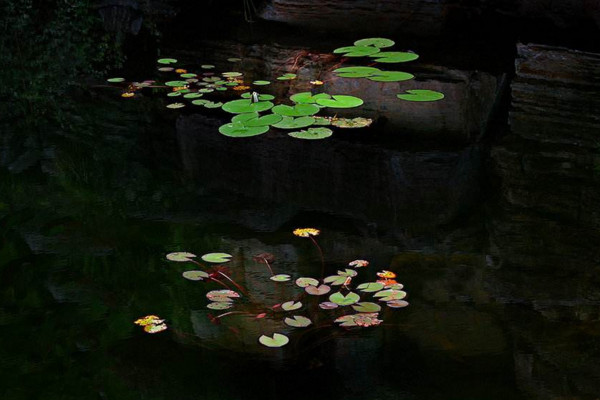 浮萍怎麼養,4步教你養好浮萍