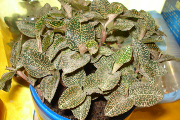 金線蓮的種植環境,在20~30℃之間接受明亮充足的光照