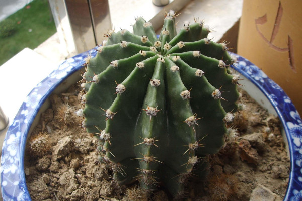 仙人球根部腐爛怎麼辦,修剪處理後重新栽植