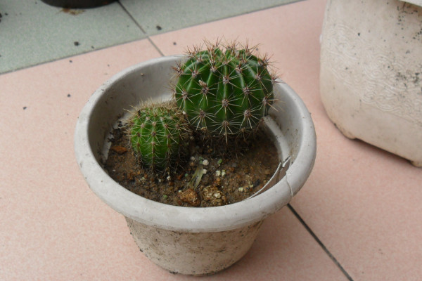 仙人球根部腐爛怎麼辦,修剪處理後重新栽植