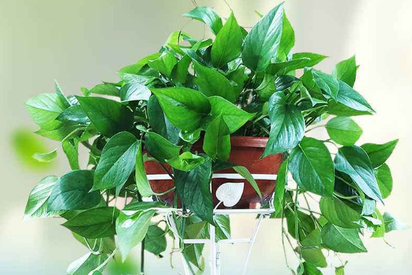 室內幹燥養什麼植物,綠蘿/君子蘭/合果芋/蘆薈等