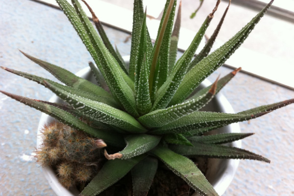 室內幹燥養什麼植物,綠蘿/君子蘭/合果芋/蘆薈等
