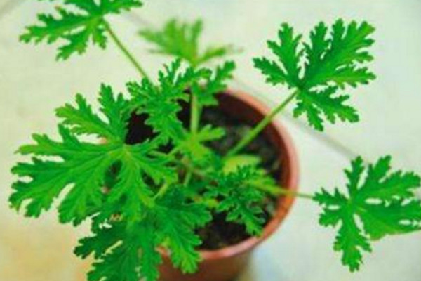 驅蚊草怎麼養,4步教你養好驅蚊草