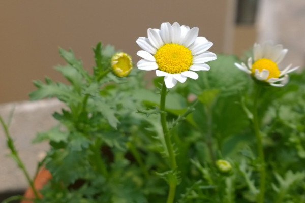 白晶菊怎麼種,泡水催芽後再種入土壤裏
