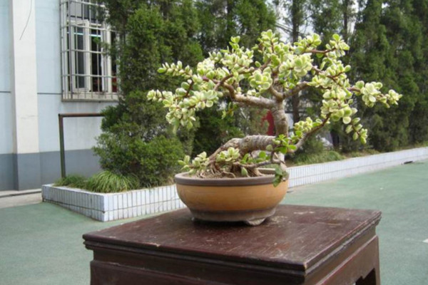 金枝玉葉秋天怎麼養,保證光照、水分充足