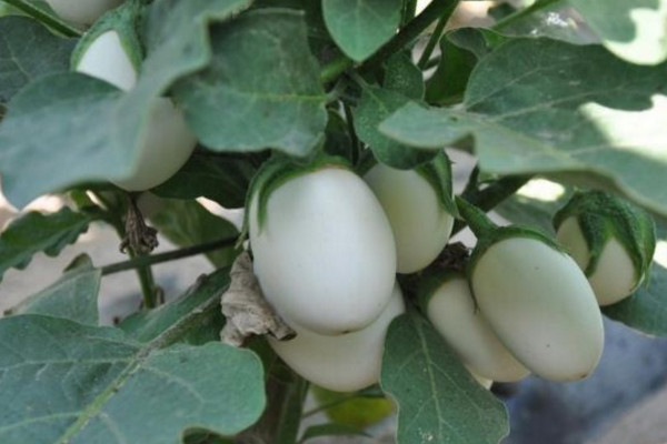 蛋樹的種植方法,可以通過以下4步進行