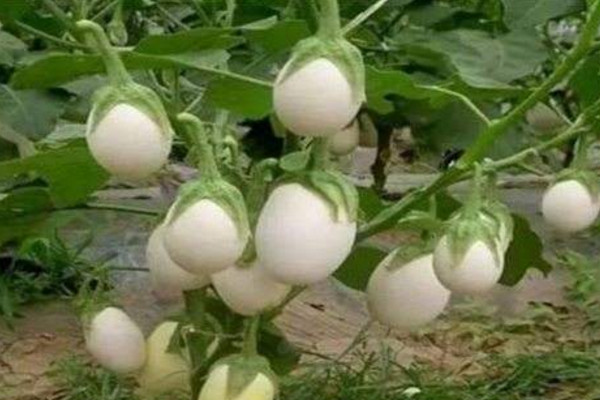 蛋樹的種植方法,可以通過以下4步進行