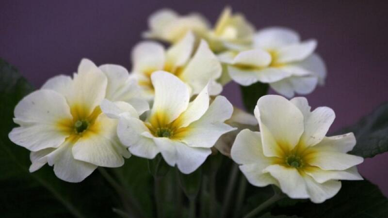 報春花怎麼養