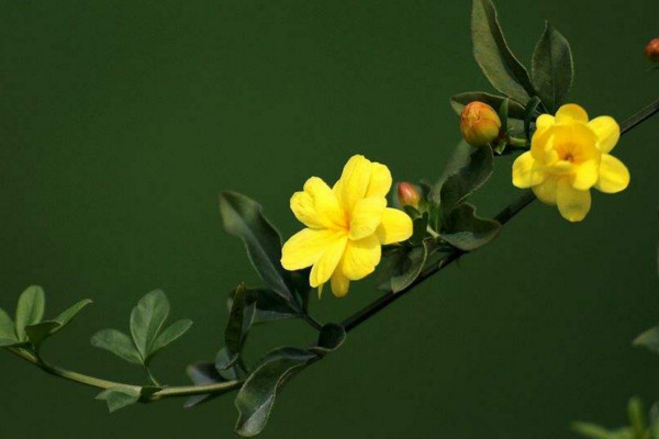 報春花怎麼養