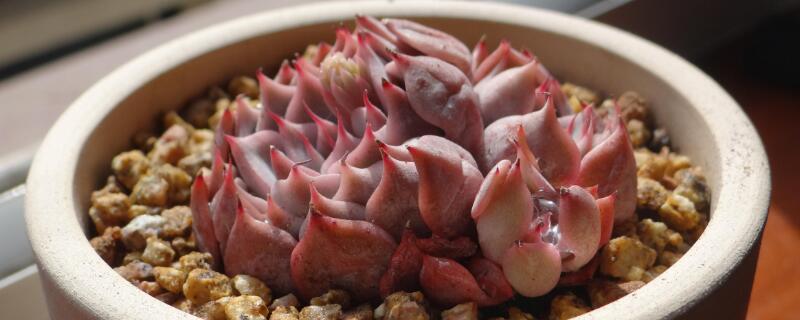 蒂亞的側芽怎麼處理