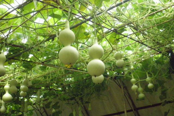 葫蘆籽怎麼種