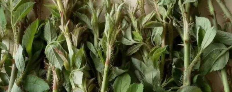 刺苔是什麼植物