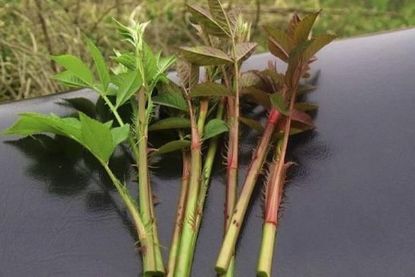 刺苔是什麼植物