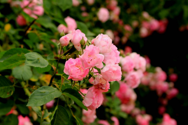 薔薇花怎麼種植,播種時間選擇春秋兩季為宜