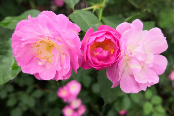 薔薇花怎麼種植,播種時間選擇春秋兩季為宜