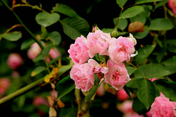薔薇花怎麼種植,播種時間選擇春秋兩季為宜
