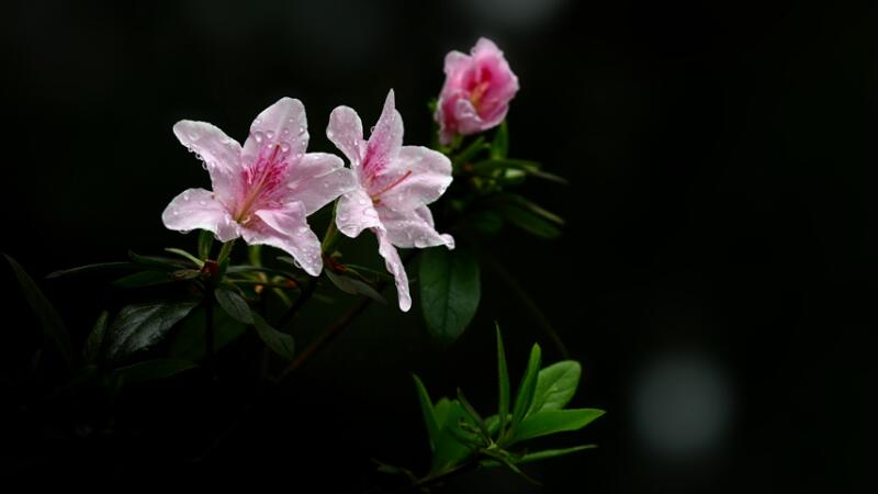 杜鵑花怎麼修剪