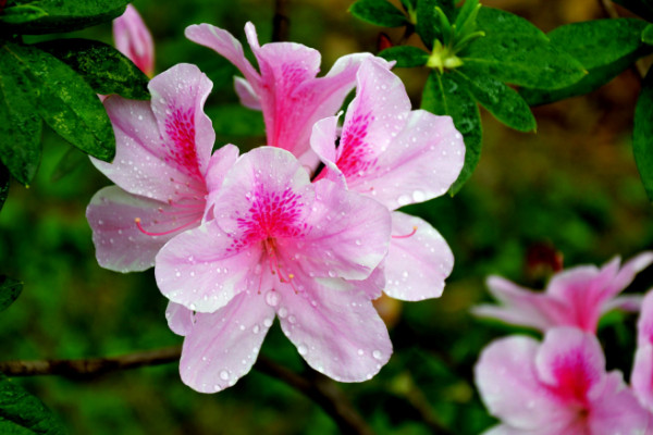 杜鵑花怎麼修剪