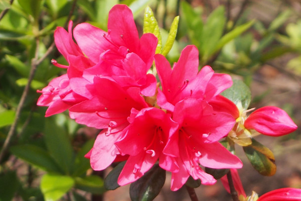杜鵑花怎麼修剪