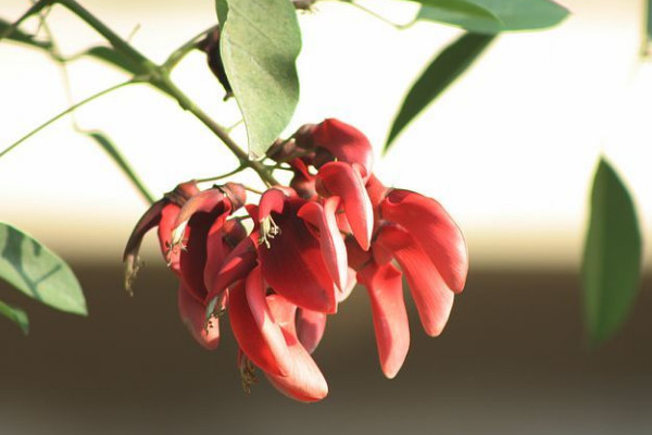 刺桐花什麼時候開花,花期時間在12月到次年3月