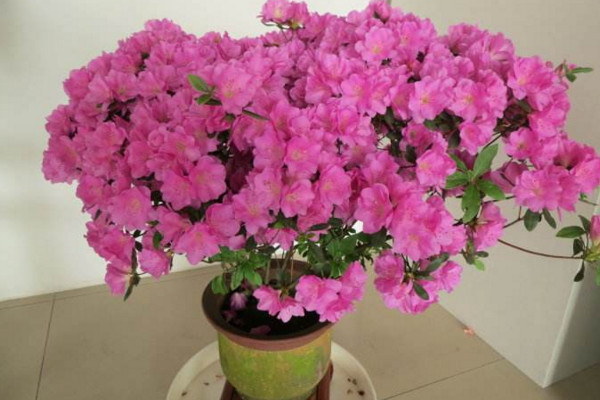 杜鵑花打蔫怎麼挽救,控製環境光照以及溫度