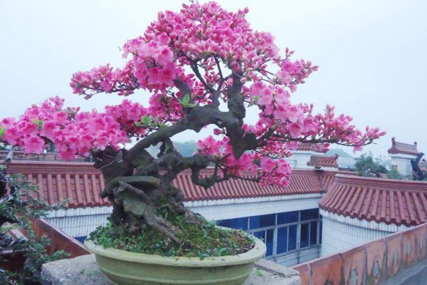 杜鵑花打蔫怎麼挽救,控製環境光照以及溫度