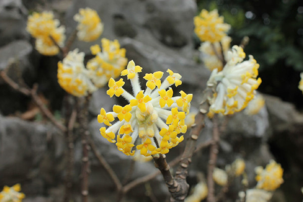 結香花什麼時候開花,每年3~4月份開放
