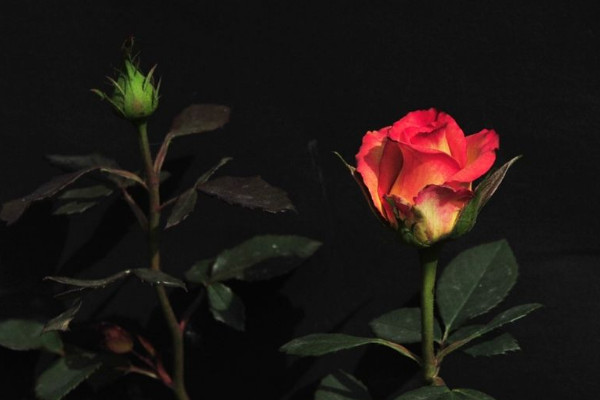 聖誕節送什麼花,玫瑰花/聖誕百合/勿忘我/康乃馨