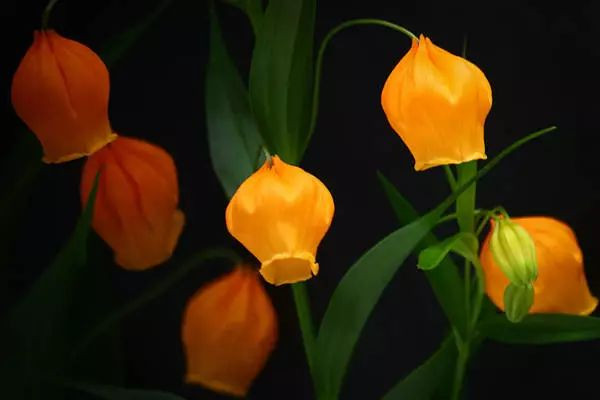 聖誕節送什麼花,玫瑰花/聖誕百合/勿忘我/康乃馨