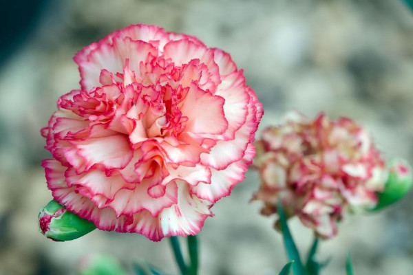 聖誕節送什麼花,玫瑰花/聖誕百合/勿忘我/康乃馨