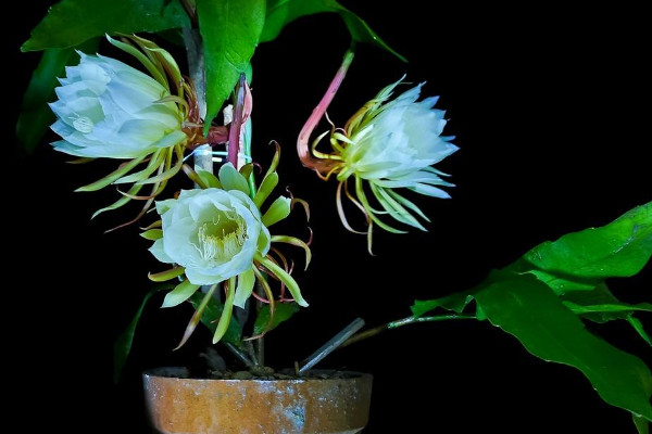 曇花如何養殖,土壤要富含腐殖質營養