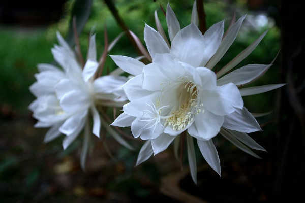 曇花如何養殖,土壤要富含腐殖質營養