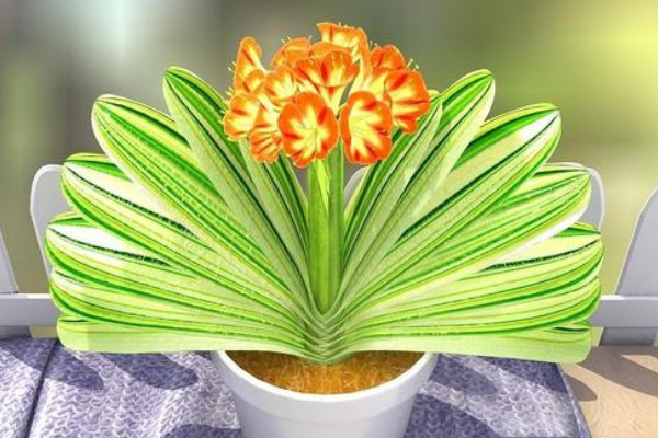 君子蘭澆水的正確方法,秉承幹燥就澆的灌溉原則