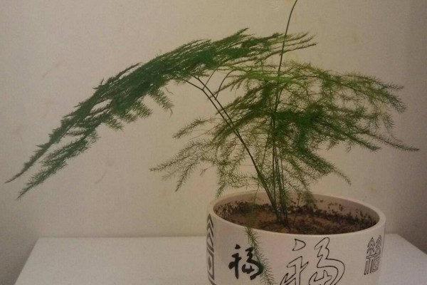 文竹怎麼養