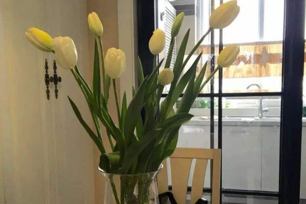 鬱金香如何水養,種球清洗消毒後才可栽植